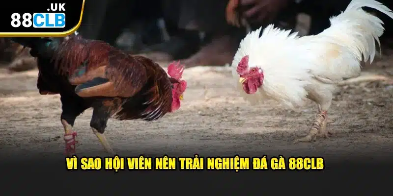 Vì sao hội viên nên trải nghiệm đá gà 88CLB